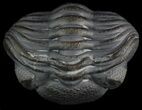 Enrolled Eldredgeops (Phacops) Trilobite - New York #50302-2